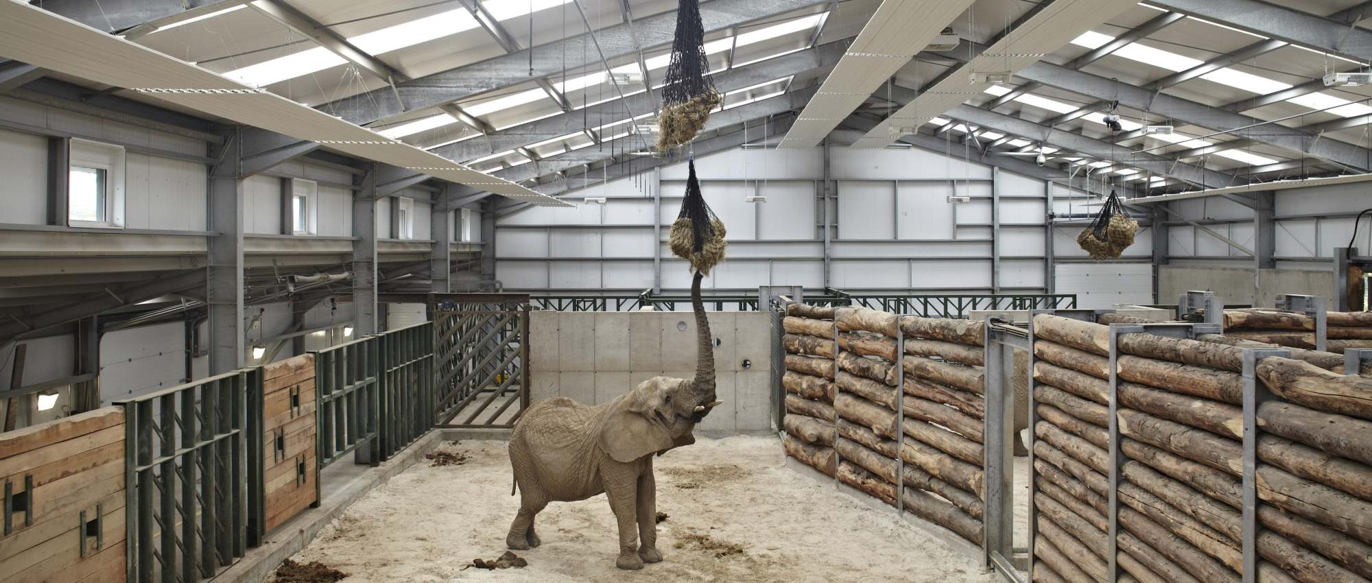 Case Study Safari so good as Steadmans materials help create new elephant house